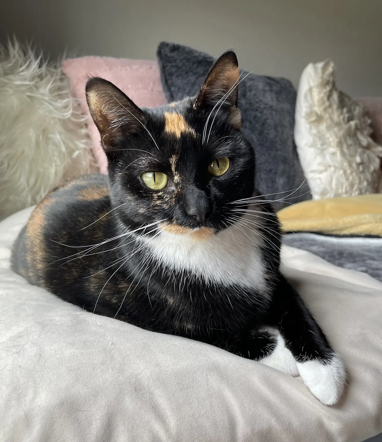 Calico Cat - Rockwall Animal Adoptions, حجم الصورة 1284x1485