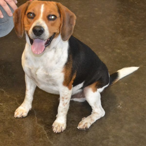 Beagle - Rockwall Animal Adoptions