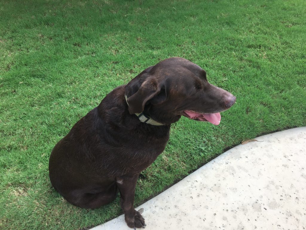 Chocolate Lab And Small Terrier Mix Rockwall Animal Adoptions