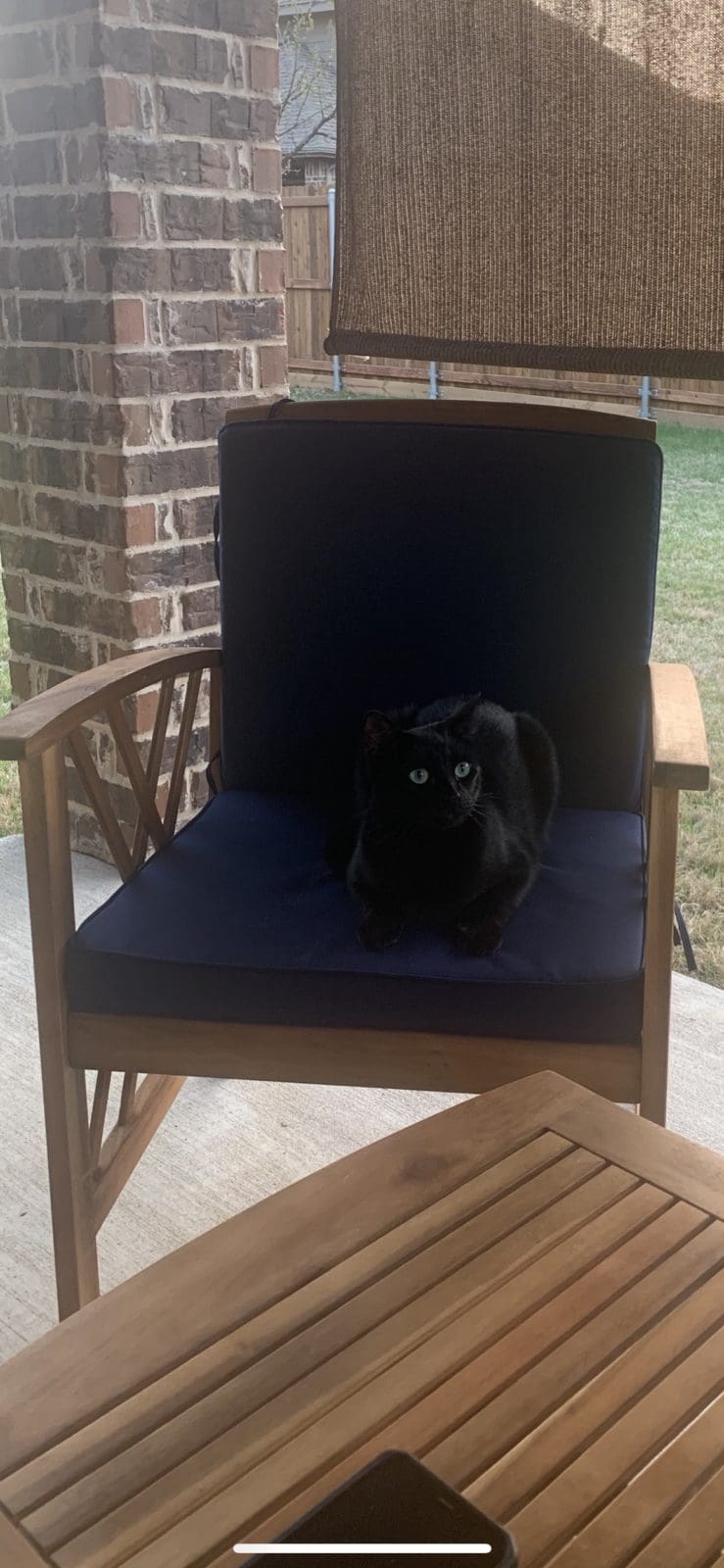 Black cat rockwall animal adoptions