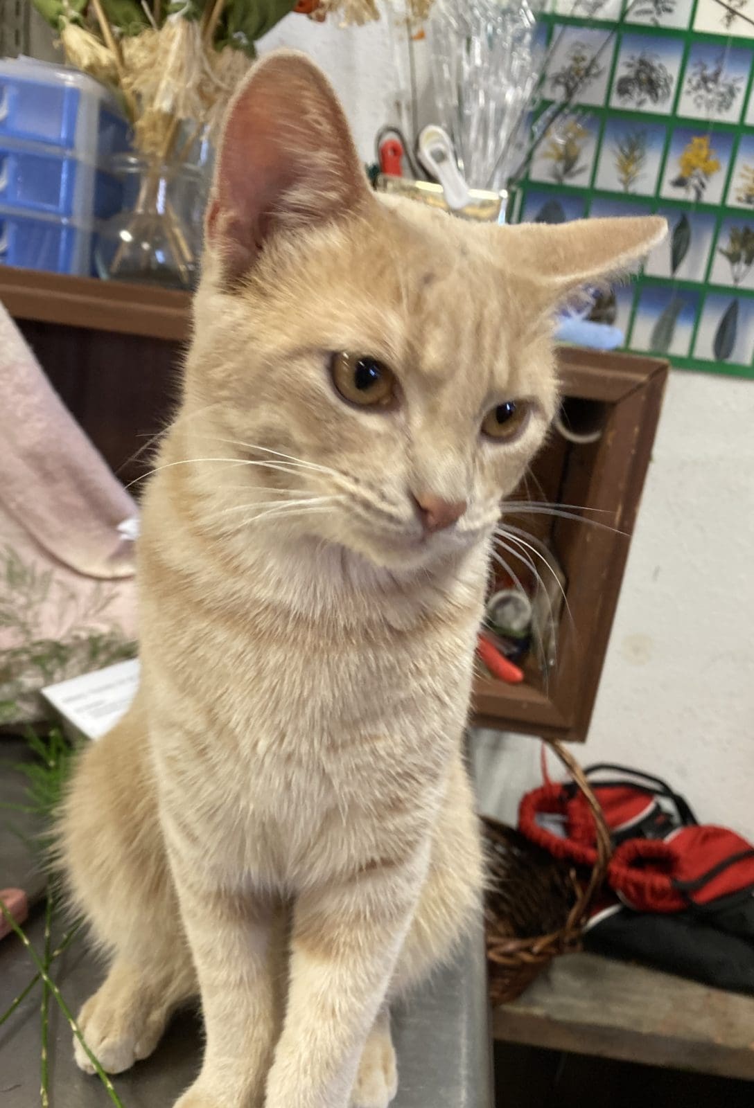 Light orange cat - Rockwall Animal Adoptions