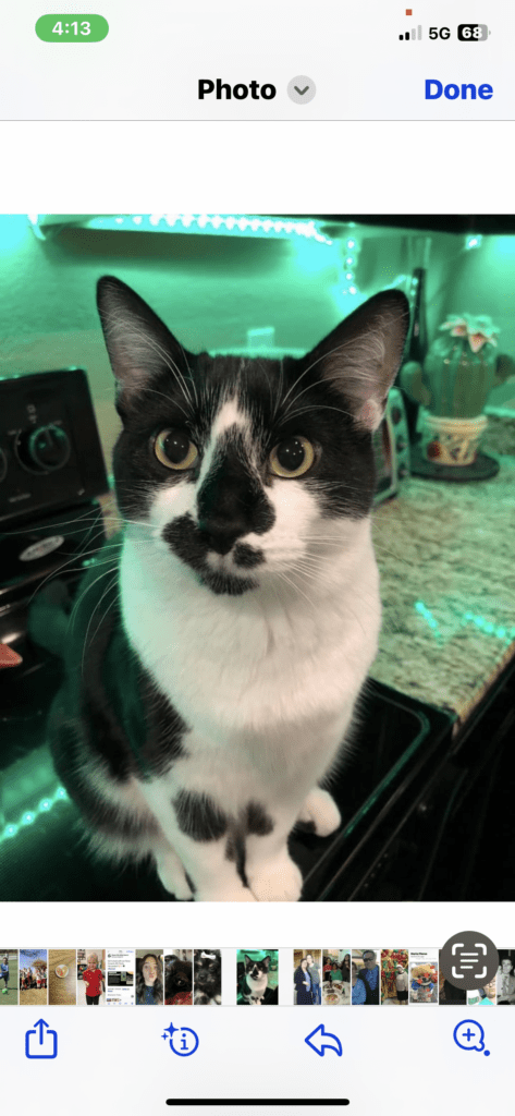 Short hair tuxedo cat - Rockwall Animal Adoptions