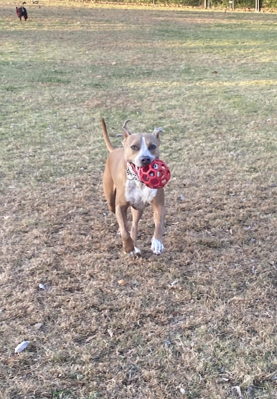 Pit Mix - Rockwall Animal Adoptions