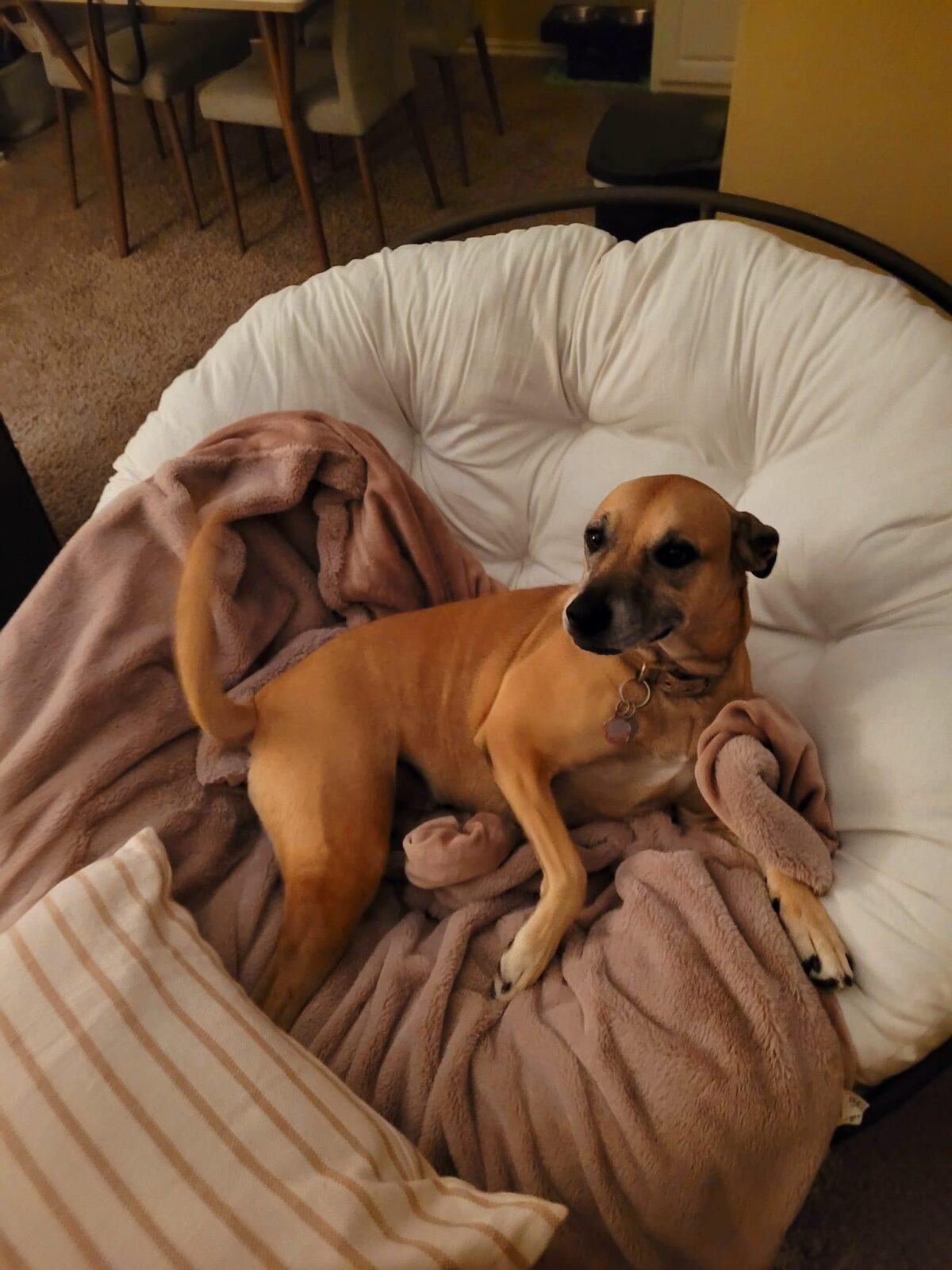 Black mouth best sale cur adoption