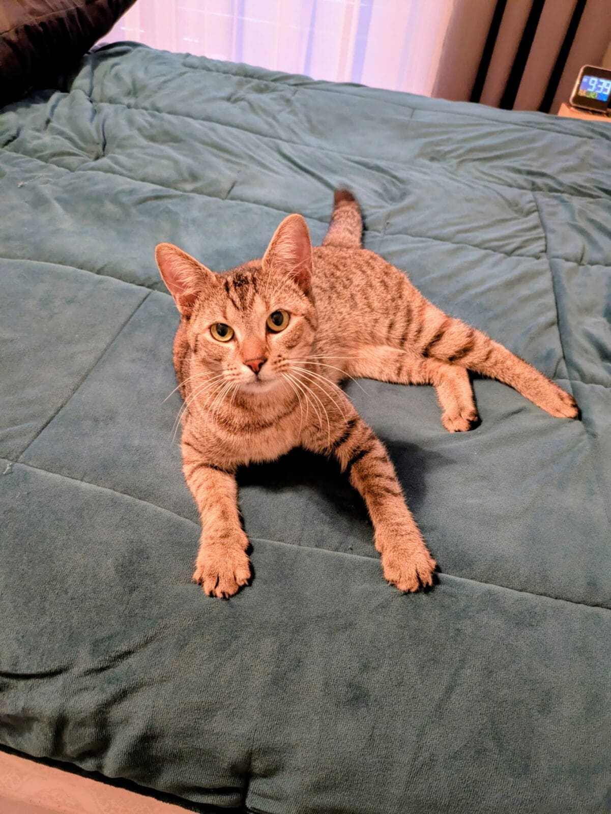 inbound4744745445395791929